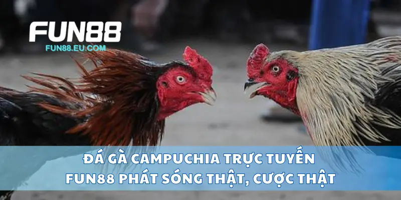 Đá Gà Campuchia Trực Tuyến Fun88 Phát Sóng Thật, Cược Thật