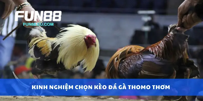 Kinh nghiệm chọn kèo đá gà Thomo thơm